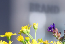 Blumen vor einem Gebaeude